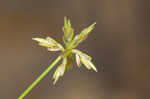 Illinois flatsedge